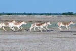 Day Excursion to Little Rann Of Kutch from Ahmedabad