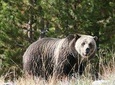 Yellowstone National Park Full-Day Tour From West Yellowstone