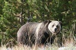Yellowstone National Park Full-Day Tour From West Yellowstone