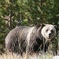 Yellowstone National Park Full-Day Tour From West Yellowstone