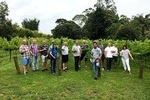 Full Day Mount Tamborine Winery Tour from Gold Coast