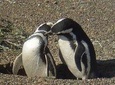Excursion to Punta Tombo Penguin Reserve from Puerto Madryn
