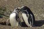 Excursion to Punta Tombo Penguin Reserve from Puerto Madryn