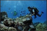 Private Tour: Underwater Scooter Bora Bora