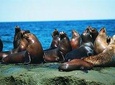 Excursion to Punta Loma, a Sea Lion Colony from Puerto Madryn