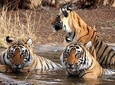Taj Mahal, Agra, Jaipur and Ranthambore Wildlife Safari Tour from Delhi