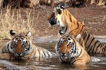 Taj Mahal, Agra, Jaipur and Ranthambore Wildlife Safari Tour from Delhi