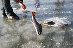 3day Korea winter private tour to Nami, Ski Resort and Ice Fishing Festival