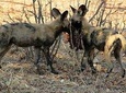 From Victoria Falls to Chobe Day Game Safari