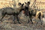 From Victoria Falls to Chobe Day Game Safari
