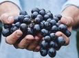 Athens Private Wine Tasting Tour - Dionysian Grapes