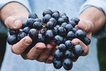 Athens Private Wine Tasting Tour - Dionysian Grapes