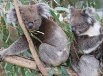 Visit Gorge Wildlife Park, South Australia