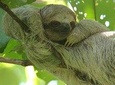 Sloths observation plus coffee-chocolate-sugar cane experience