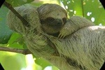 Sloths observation plus coffee-chocolate-sugar cane experience
