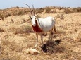 Full-Day Wildlife Tour Through Souss Massa from Agadir