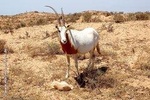 Full-Day Wildlife Tour Through Souss Massa from Agadir