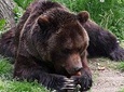 Day tour from Brasov to the Bears Sanctuary, Rasnov Fortress and Bran Castle