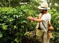 Enjoy the coffee route in Coatepec Magical Town