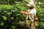 Enjoy the coffee route in Coatepec Magical Town