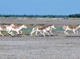 A Visit to The Rare Indian Wild Donkey - A Jeep Safari