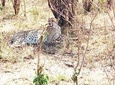 3-days Maasai mara migration safari from Mombasa town