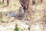 3-days Maasai mara migration safari from Mombasa town