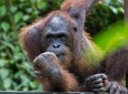 Sepilok Orang Utan & Sandakan City Tour