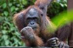 Sepilok Orang Utan & Sandakan City Tour