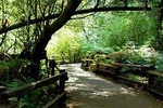 Muir Woods and Sausalito Half Day Tour
