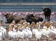 2 Days Flamingo Tour to Lake Bogoria & Lake Nakuru From Nairobi