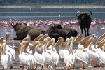 2 Days Flamingo Tour to Lake Bogoria & Lake Nakuru From Nairobi
