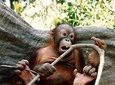 Bornean Sun Bear Conservation Centre & Sepilok Orang Utan Rehab Centre Tour