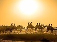 Dubai Sunset Camel Trekking with Shows & BBQ Dinner