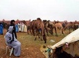 Saturday weekly Camel Market