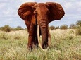 Private 2-Day Tsavo East National Park Safari From Mombasa
