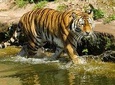 Private Corbett National Park & Nainital Tour from New Delhi