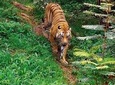 Ranthambore Wildlife Tiger Safari Rides and Taj Mahal Tour from Delhi
