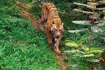 Ranthambore Wildlife Tiger Safari Rides and Taj Mahal Tour from Delhi