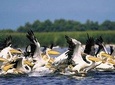 Bird watching in Danube Delta - Private day tour from Bucharest