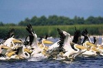 Bird watching in Danube Delta - Private day tour from Bucharest
