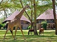 Private 4 Day Lake Naivasha & Masai Mara Luxury Safari