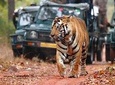 Private Tour: Golden Triangle Tour with Ranthambore from Delhi
