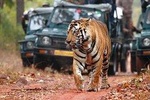 Private Tour: Golden Triangle Tour with Ranthambore from Delhi