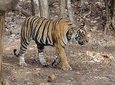 Explore Panna National Park From Khajuraho