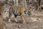 Explore Panna National Park From Khajuraho