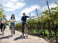 Bike & Wine Tasting with regional food in Zuccardi Winery (from Mendoza)