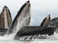 Paddle with Whales! Kayak Adventure