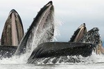 Paddle with Whales! Kayak Adventure