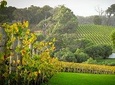 Half-Day Swan Valley & Wildlife Park Tour